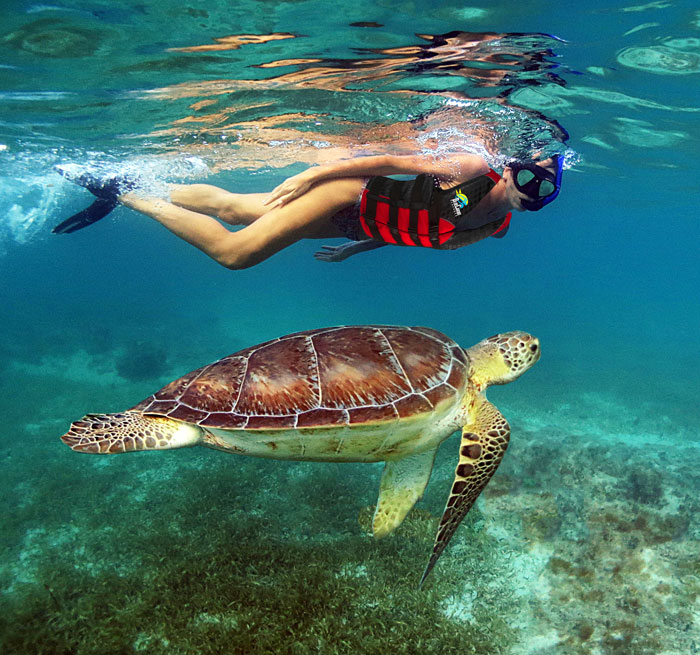 Snorkeling with Turtles Riviera Maya, Snorkeling cenote, turtles mexico, snorkeling mexico, Best Tours Mexico Snorkeling,Snorkeling,Animals Underwater World from Puerto Aventuras, Xpu Ha, Akumal, Cancun, Playa del Carmen - Mexico