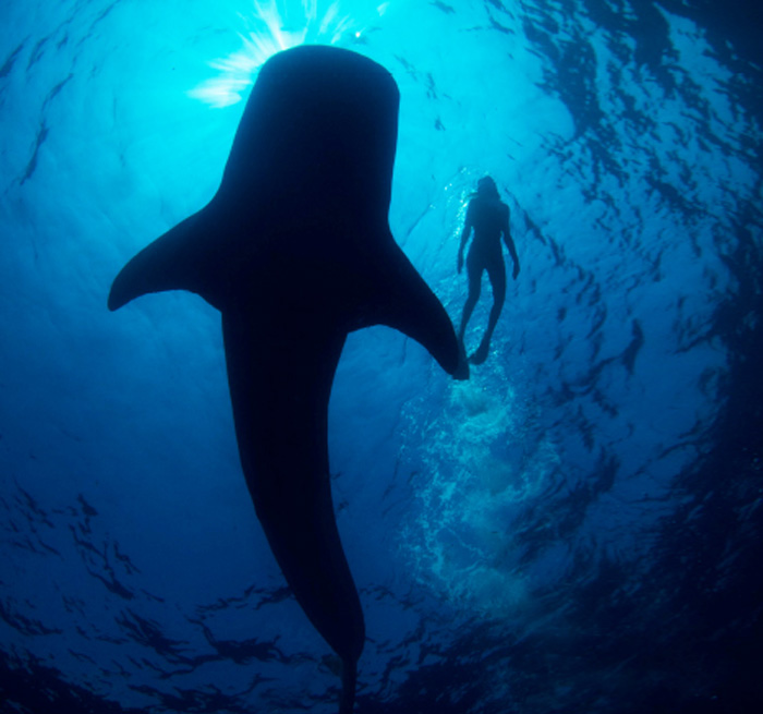 Whale-Shark Tour from Punta Maroma, Costa Mujeres, Playa Mujeres, Tulum, Akumal, Xpu Ha - excursion_en